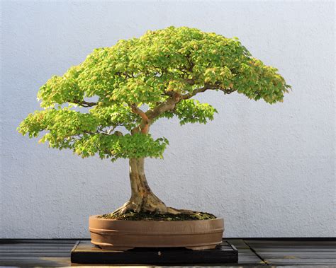 bonsai 意思|Bonsai – Wikipedia